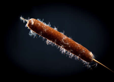 Reed smoke isolated on black background.の写真素材