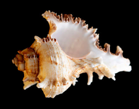 Seashell isolated on black background.の写真素材