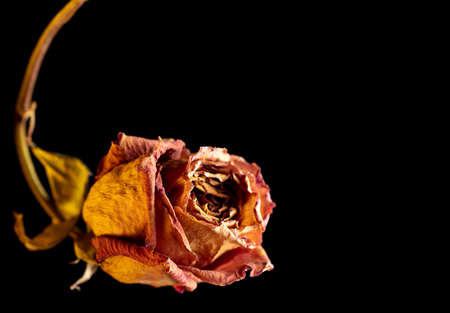 Dried rose isolated on black background.