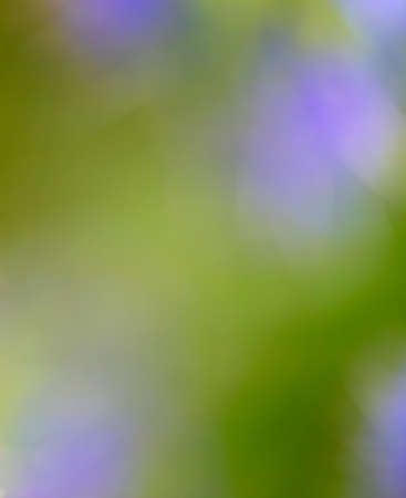 Bokeh of blue flowers in nature as a background.の写真素材