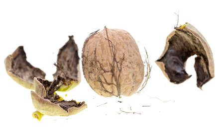 Fresh walnut in the shell isolated on a white background.
