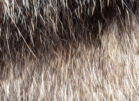 Close up of cat fur as background.