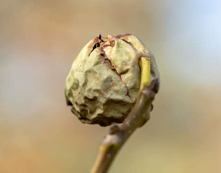 Walnut on a tree branch in autumn.の写真素材