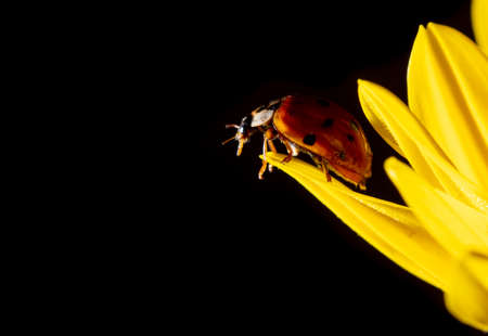 Close-up of a ladybug on a yellow flower. Macroの写真素材