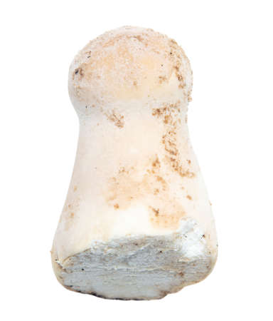 Close-up of a mushroom raincoat isolated on a white background.の写真素材