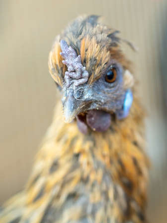 Close up portrait of hen on the farm.の写真素材