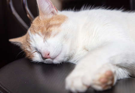 The cat sleeps on an office chair. Pet