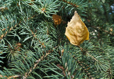 Yellow autumn leaves on a coniferous tree. Close-up