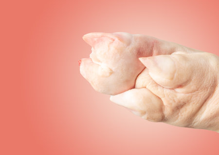 Pork hoof feet isolated on pink background. Close-upの写真素材