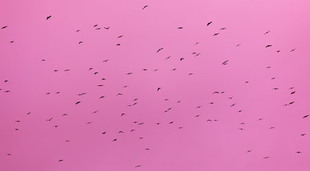 A flock of birds isolated on the pink sky. Background