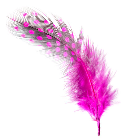 Pink feather isolated on white background. Close-up.の写真素材