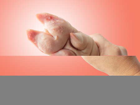 Pork hoof feet in hand isolated on pink background.の写真素材