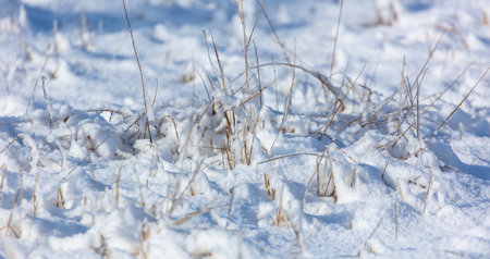 Snow on dry grass. Nature in winterの写真素材