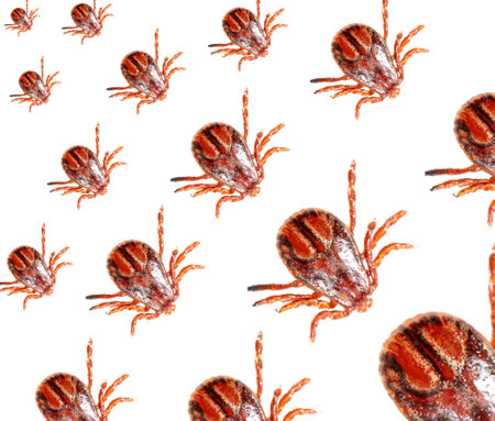 Close up of ticks isolated on white background. Macro