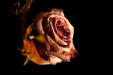 Dried rose isolated on black background.の写真素材