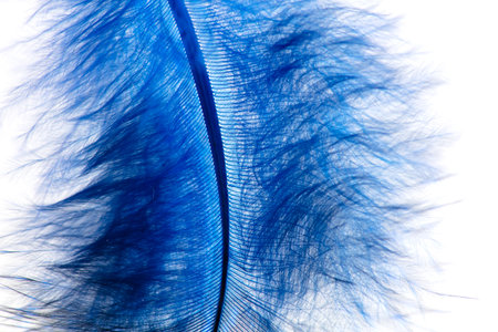 Blue feather isolated on white background. Close-up.の写真素材
