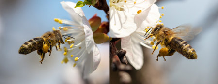 A bee is flying by a flower on a fruit tree in spring.の写真素材