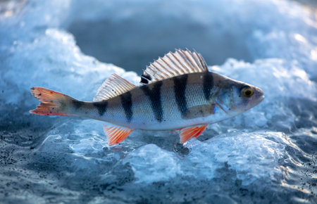 Perch fish on the ice of the lake in winter.の写真素材