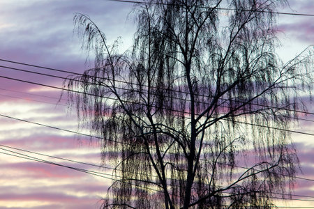 Bare branches on a tree against the backdrop of the sunset.の写真素材