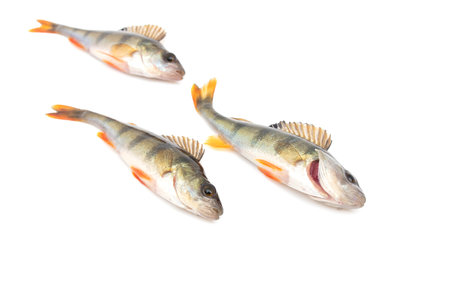 Three fish perch isolated on white background.の写真素材