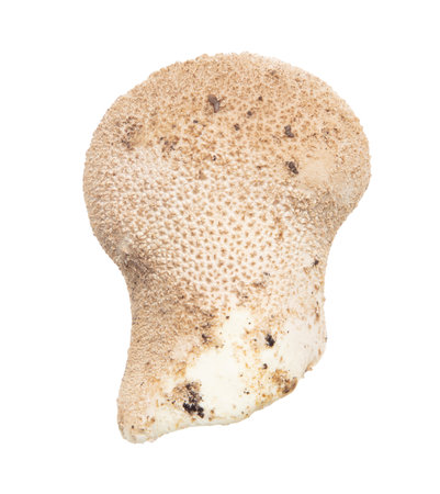 Close-up of a mushroom raincoat isolated on a white background.