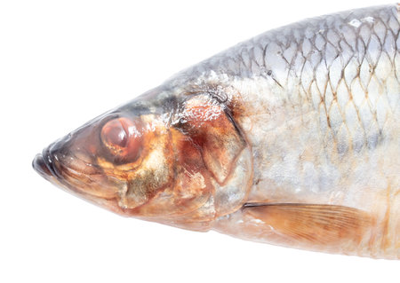 Herring isolated on a white background. Close-upの写真素材