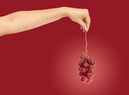 Red grapes in hand isolated on red background.の写真素材