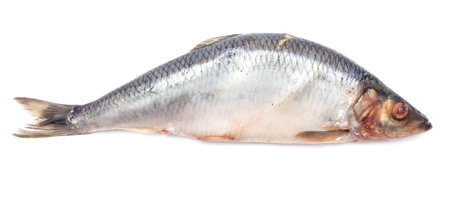 Herring isolated on a white background. Close-upの写真素材