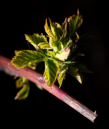 Young leaves from a bud on a tree branch in spring. Close-up
