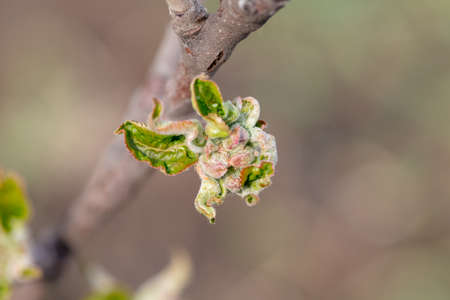 Blooming bud on an apple tree in spring. Close-up.