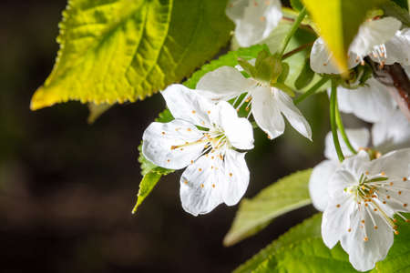 Flowers on cherry in spring. Close-up.の写真素材