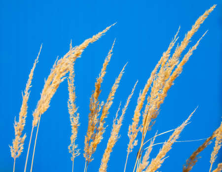 Yellow dry grass on a blue background.の写真素材