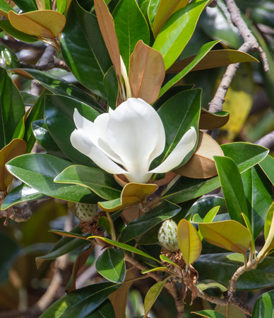 Magnolia flower on the tree. Close-upの写真素材