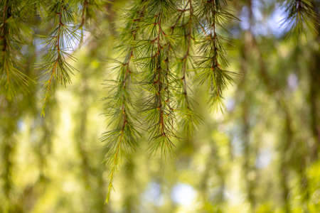 Needles on a coniferous tree in the park. Close-up.