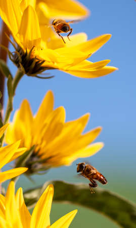 Close-up of a bee flies near a yellow flower. Macro