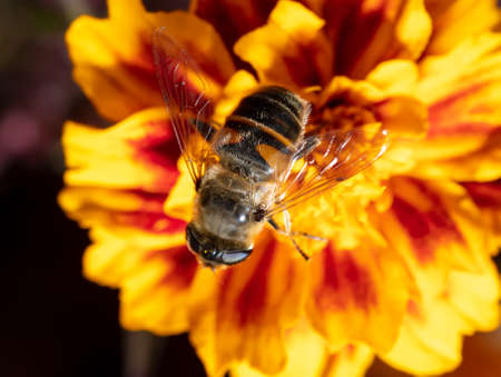 Bee on a yellow flower. Close-up