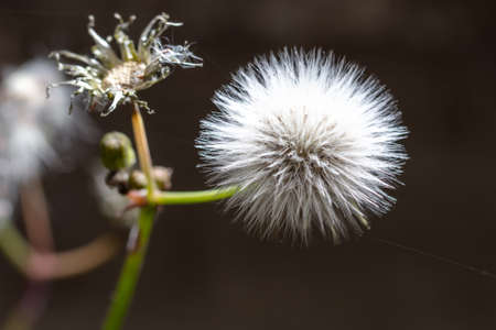 White fluffy dandelion in nature. Close-up