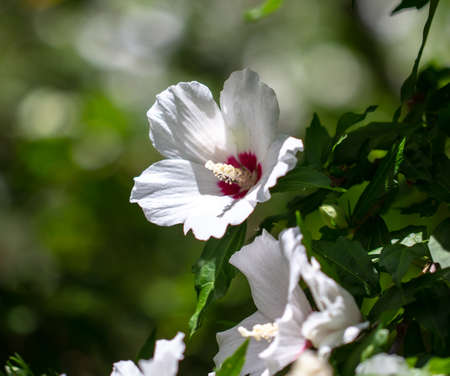 White flowers on a plant in the park.の写真素材