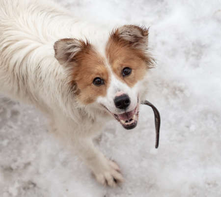 The dog walks on the white snow in the park.の写真素材