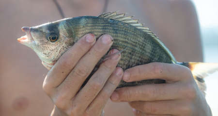 The sea carp in the hands of the boy. Close-up