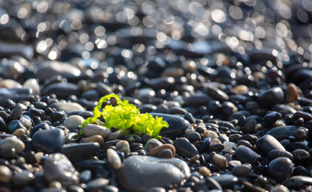 Algae on a stone pebble by the sea. Close-up