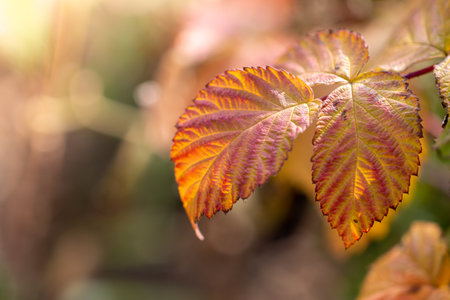Dry leaf on raspberries in autumn. Close-up