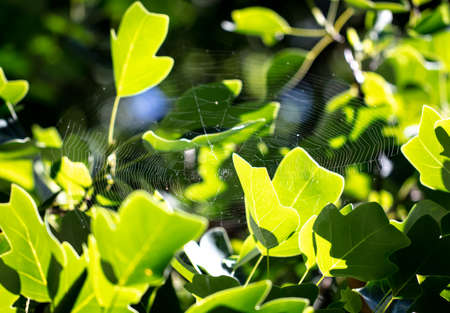 Green leaves on a tree in the park.