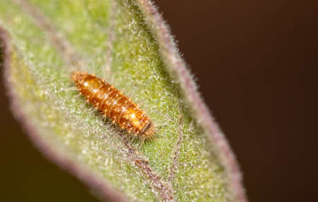 Caterpillar on a green leaf in nature. Close-up