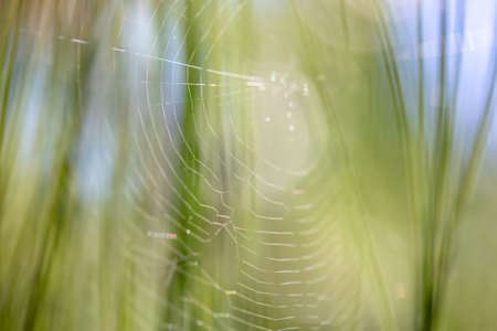 Spider web on nature as an abstract background.