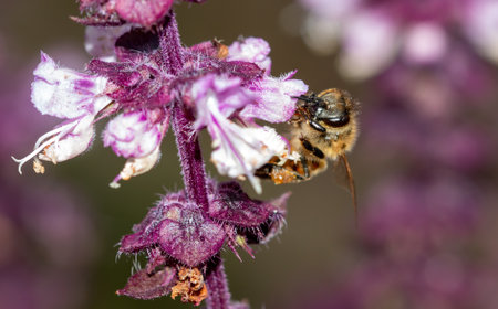 Bee on a purple flower. Close-up