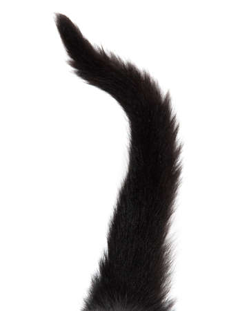 Black cat tail isolated on white background.の写真素材