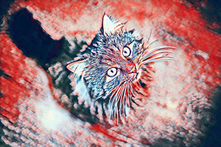 Portrait of a cat in a red background. Close-upの写真素材
