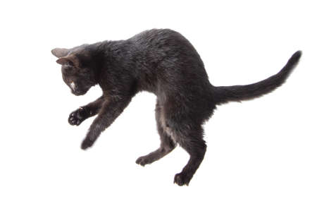 Black cat stands on two legs isolated on a white background.の写真素材