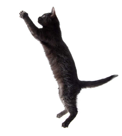 Black cat stands on two legs isolated on a white background.の写真素材